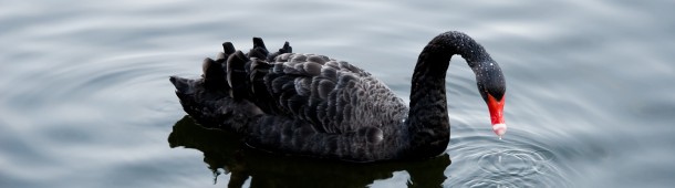 Black Swan Marketing: The Power of What You Don’t Know