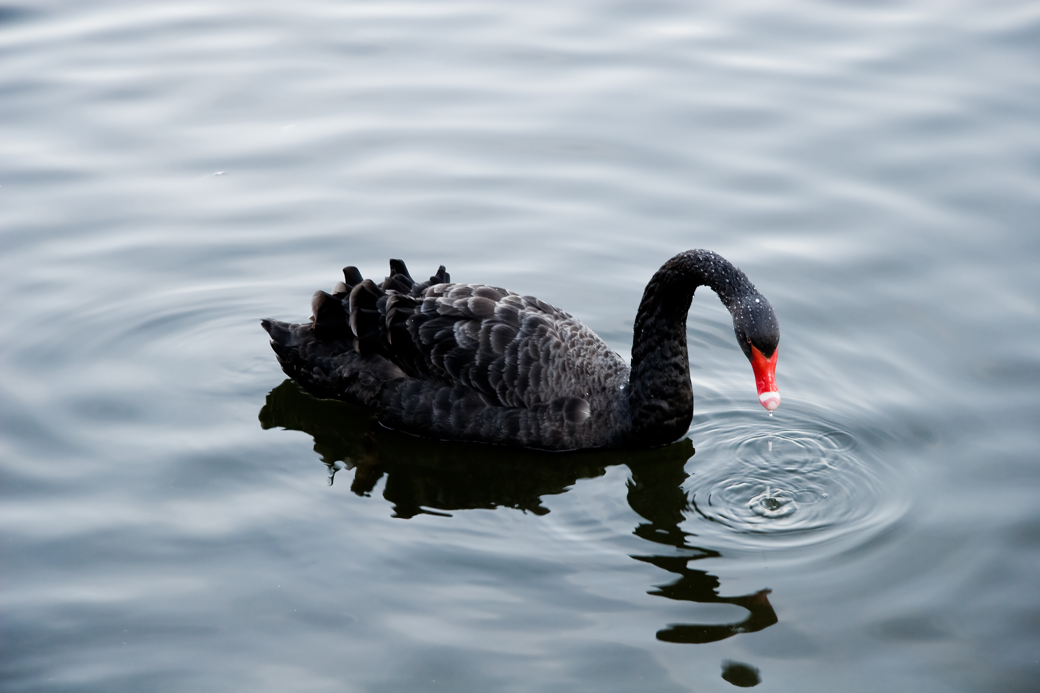Black Swan Marketing: The of What You Don't Know Copygrad